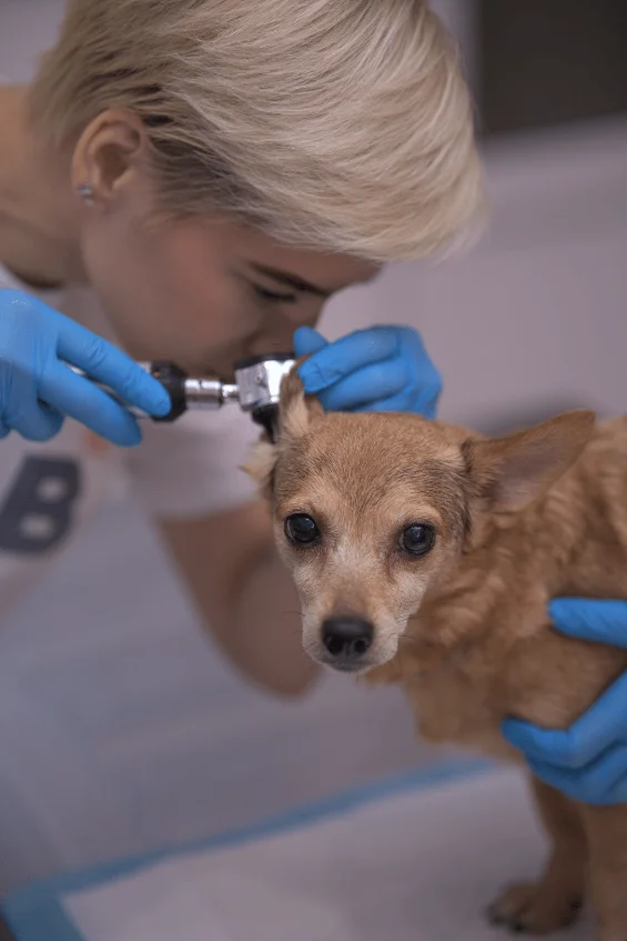 HAB Vet - ветеринарна клініка