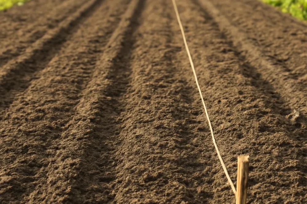 Как сделать ровные строки на огороде: практические советы для удачного посева